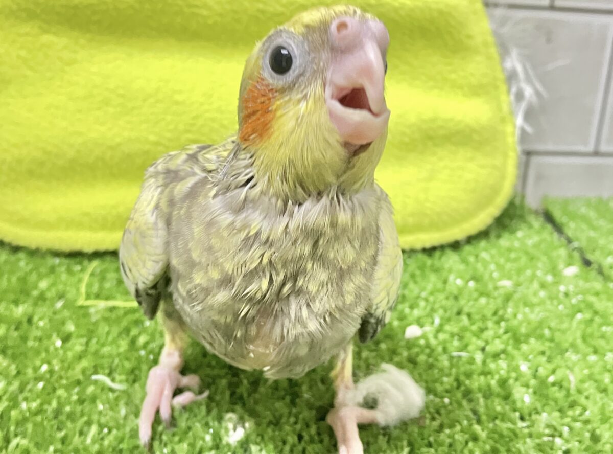 オカメインコ