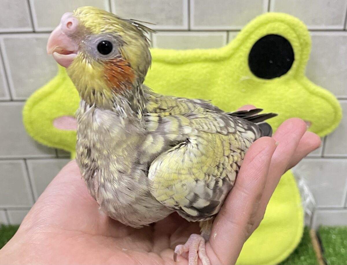 オカメインコ