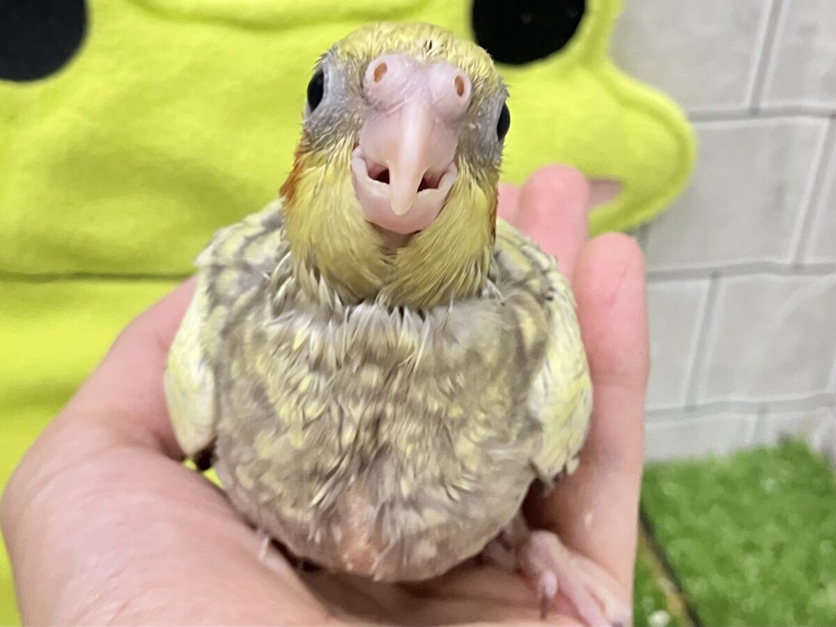 オカメインコ