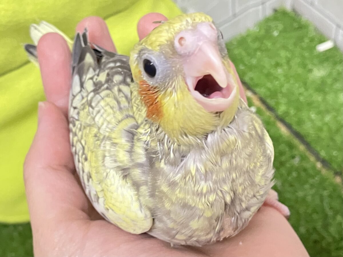 幸せ集めて💛Happinessしずく‪💧‬⟡.·*.オカメインコ(パール/2026年6月生まれ)