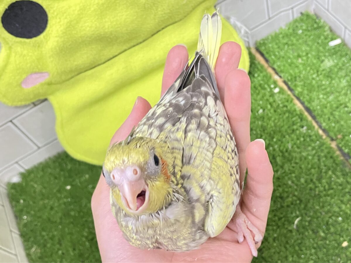オカメインコ
