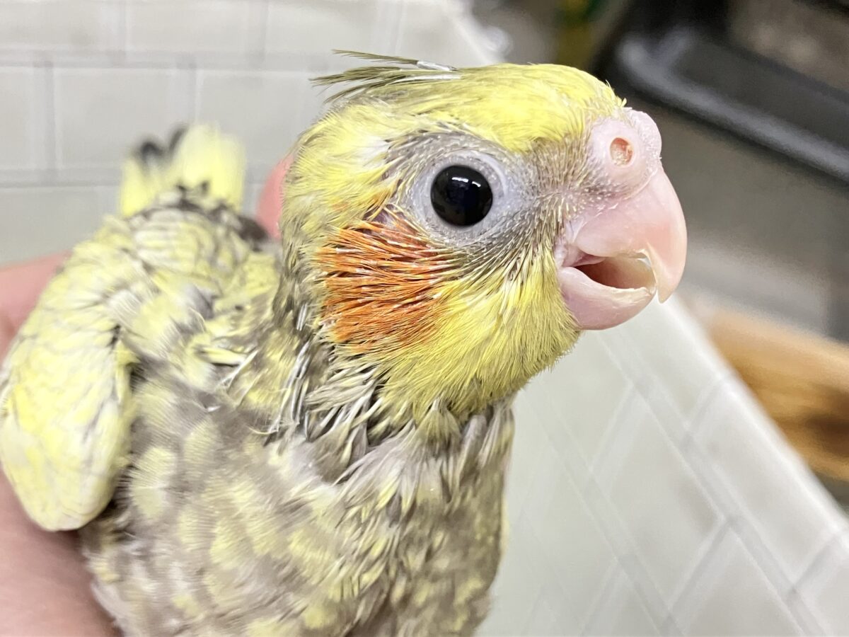 オカメインコ