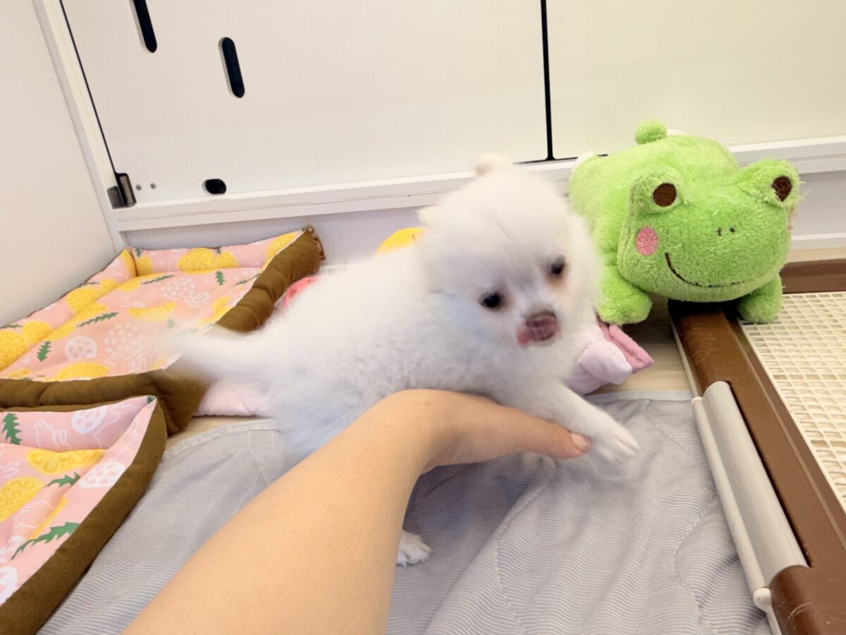 チワワ