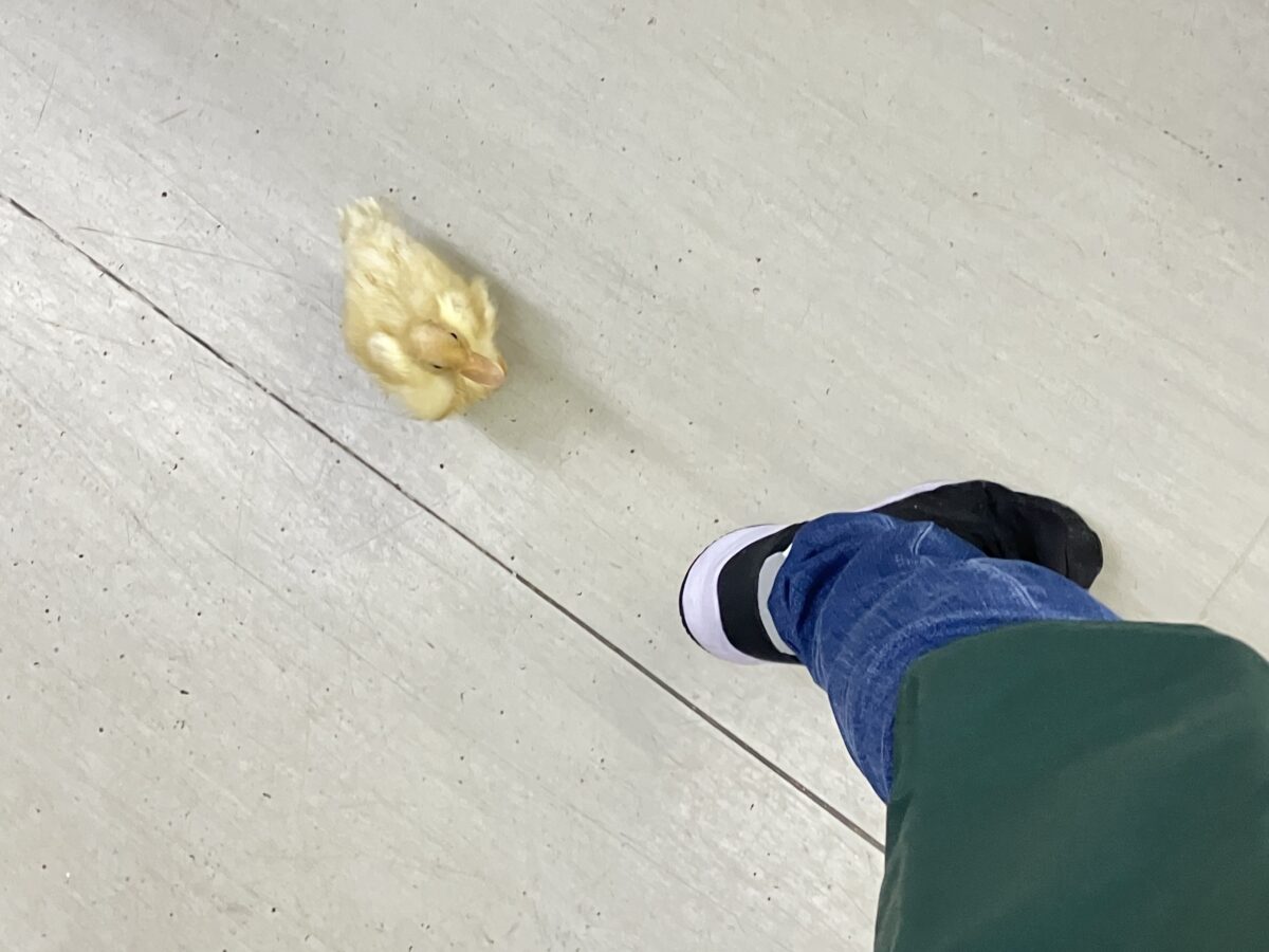 コールダック