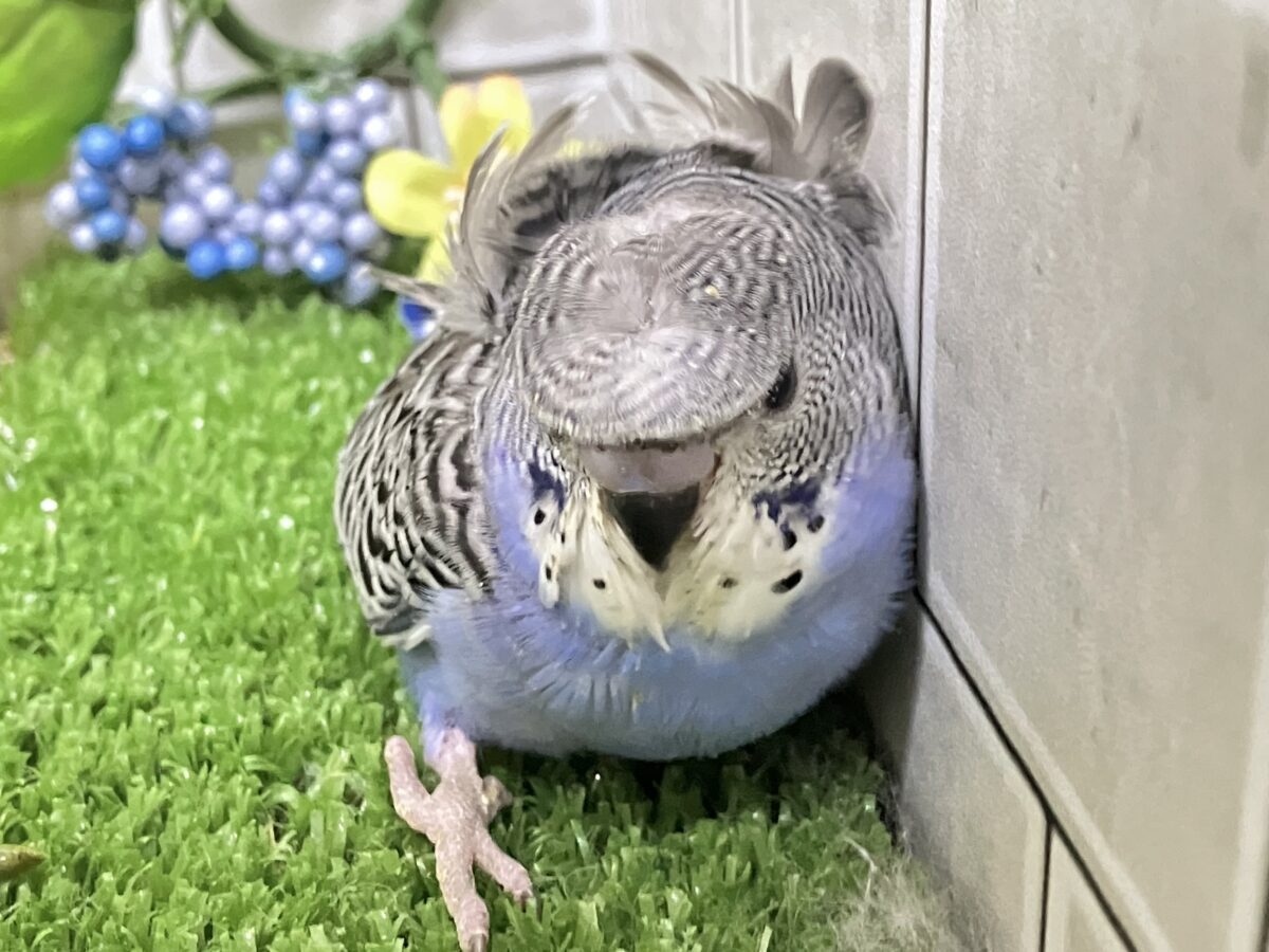 羽衣セキセイインコ