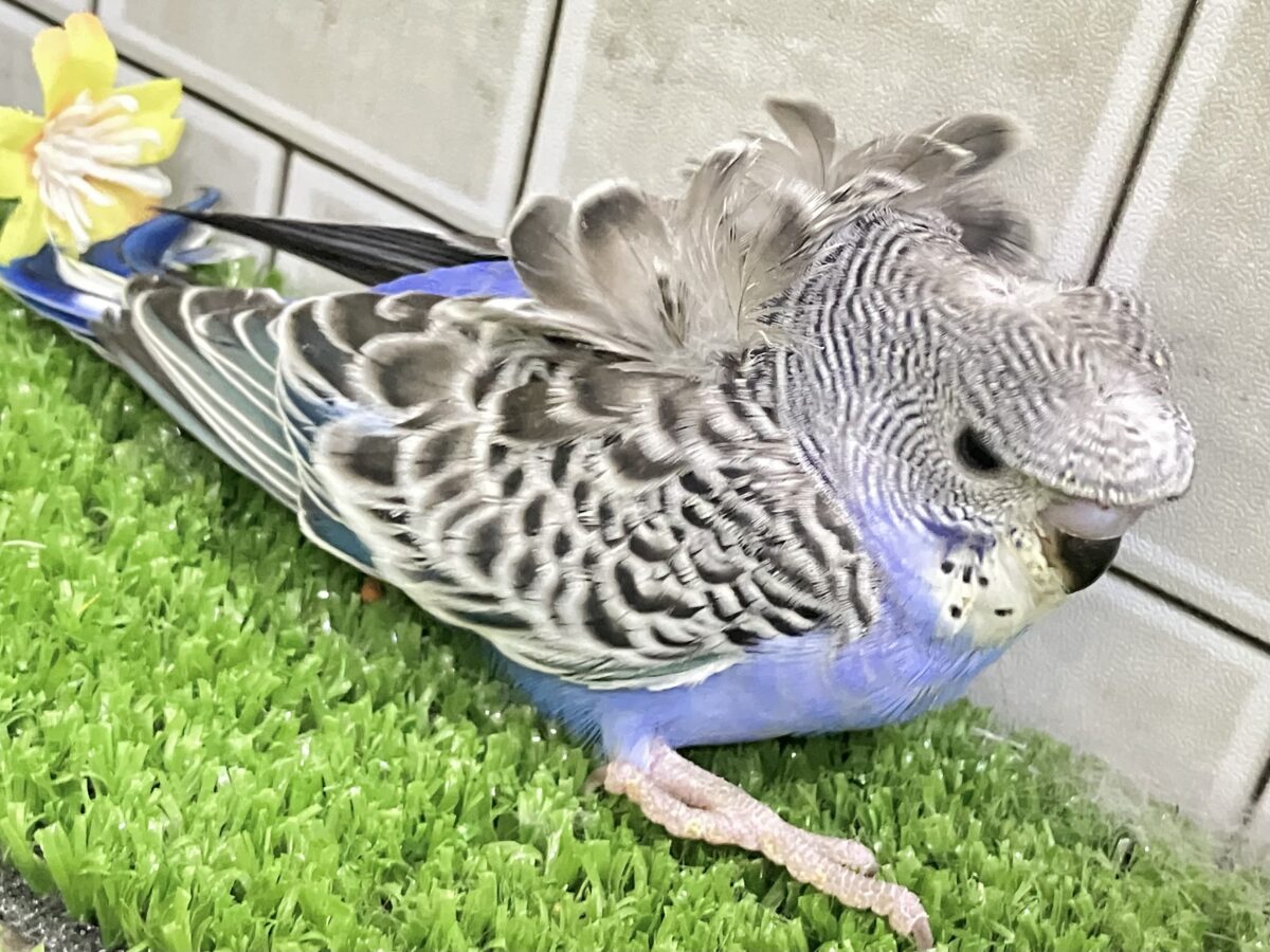 羽衣セキセイインコ