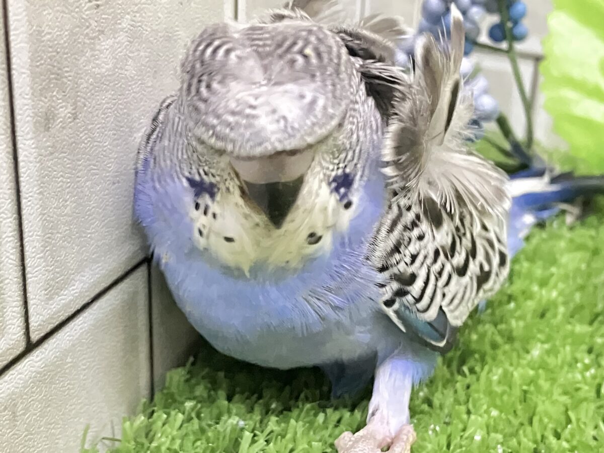 羽衣セキセイインコ