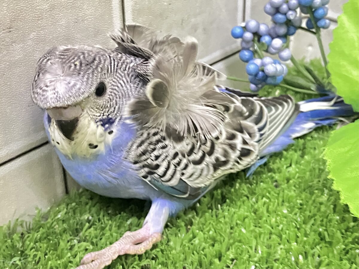 羽衣セキセイインコ