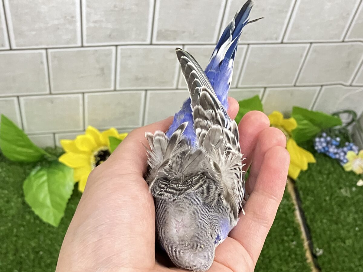 羽衣セキセイインコ