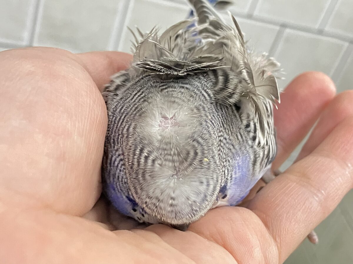 羽衣セキセイインコ