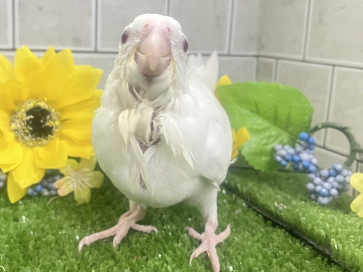 オカメインコ