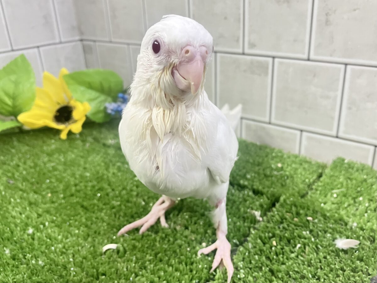 オカメインコ