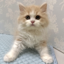 もふもふにゃんこ𐐃 ·̫ 𐐃スコティッシュフォールド男の子