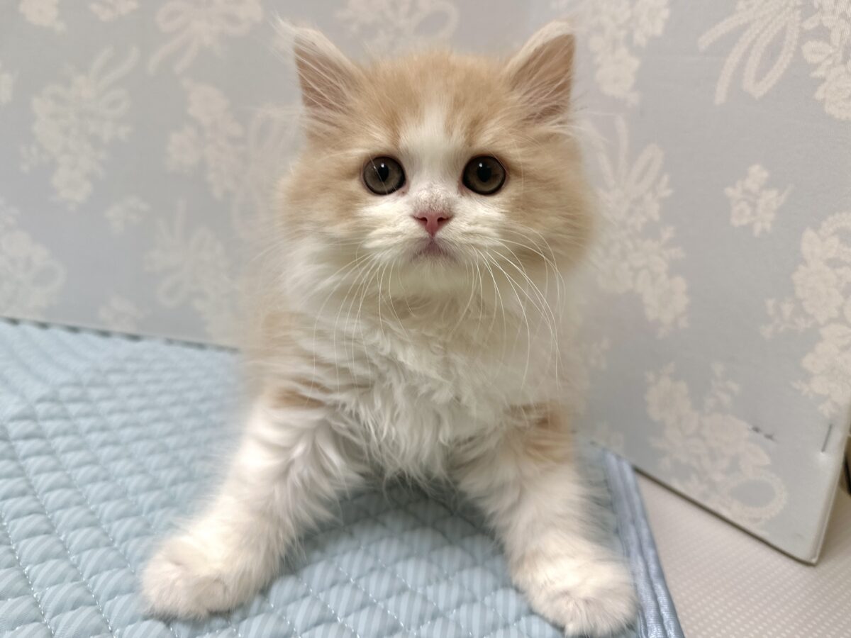 もふもふにゃんこ𐐃 ·̫ 𐐃スコティッシュフォールド男の子