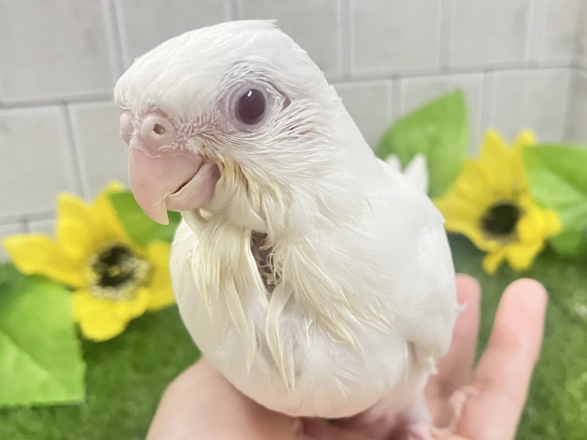 オカメインコ