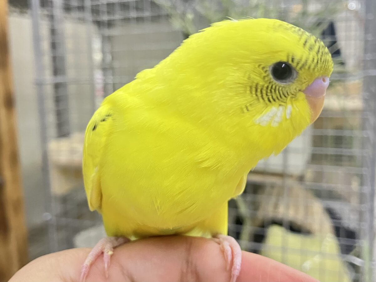 セキセイインコ