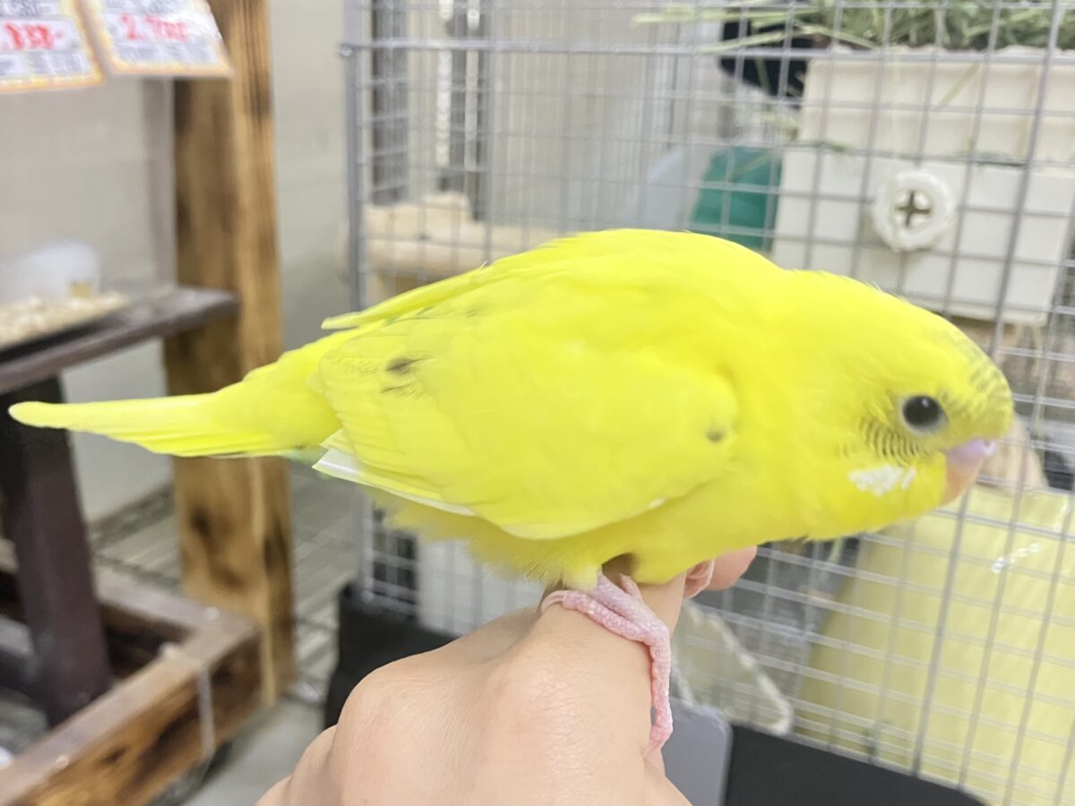 セキセイインコ