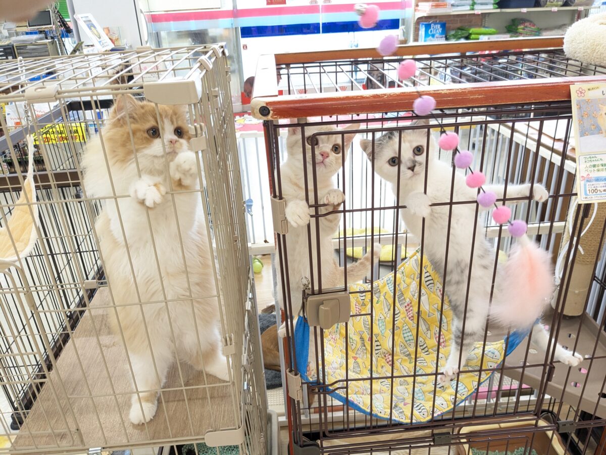 ミックス猫