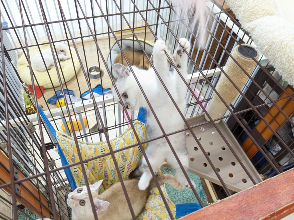 ミックス猫