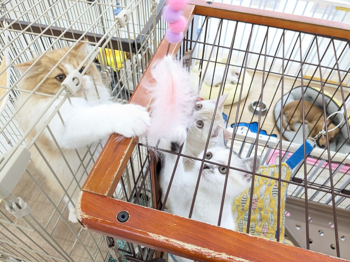 ミックス猫