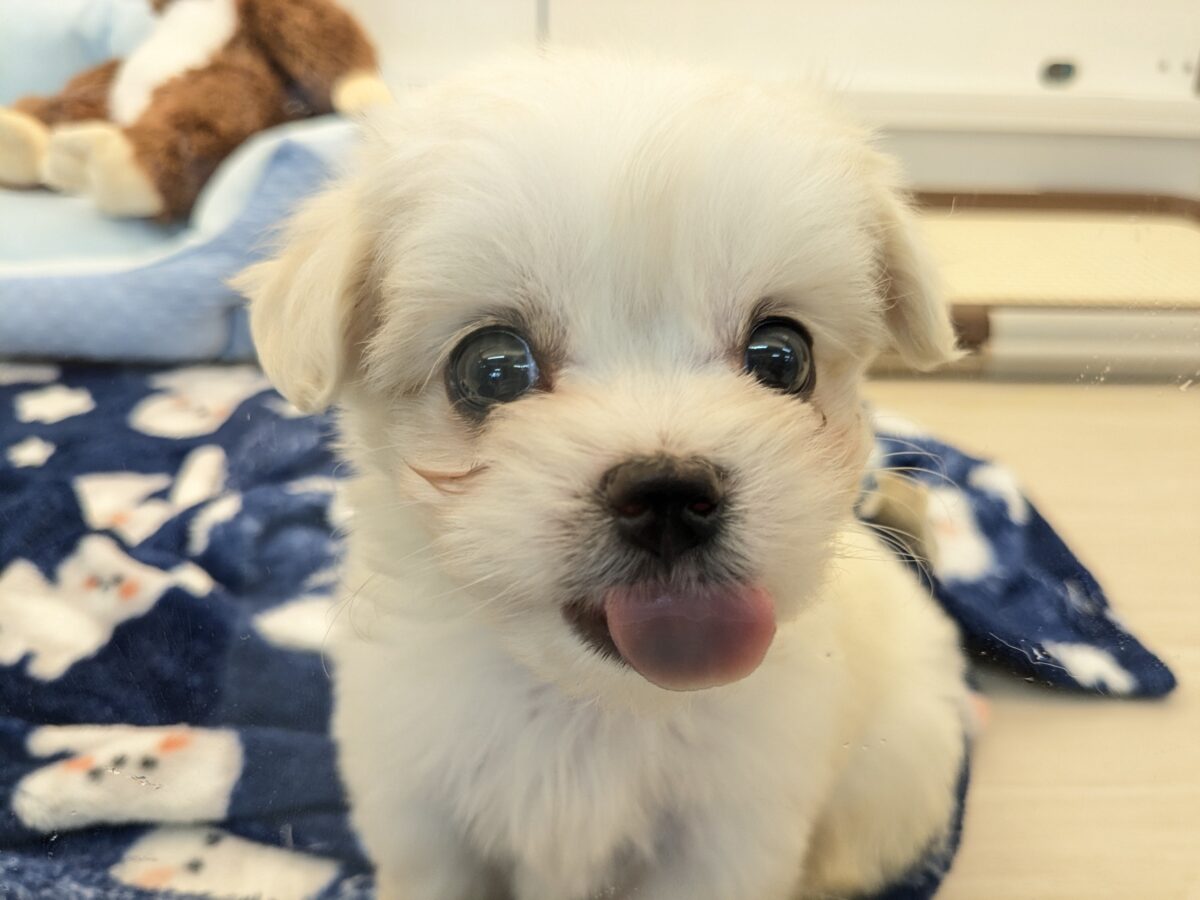 チワマル（マルチワ）