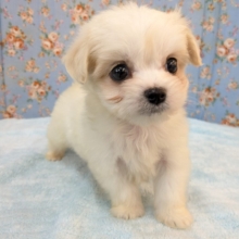 きゅるるん💖弟にしたい系わんこ💙　ハーフ犬（チワワ×マルチーズ）の男のコ　2026/7/8撮影
