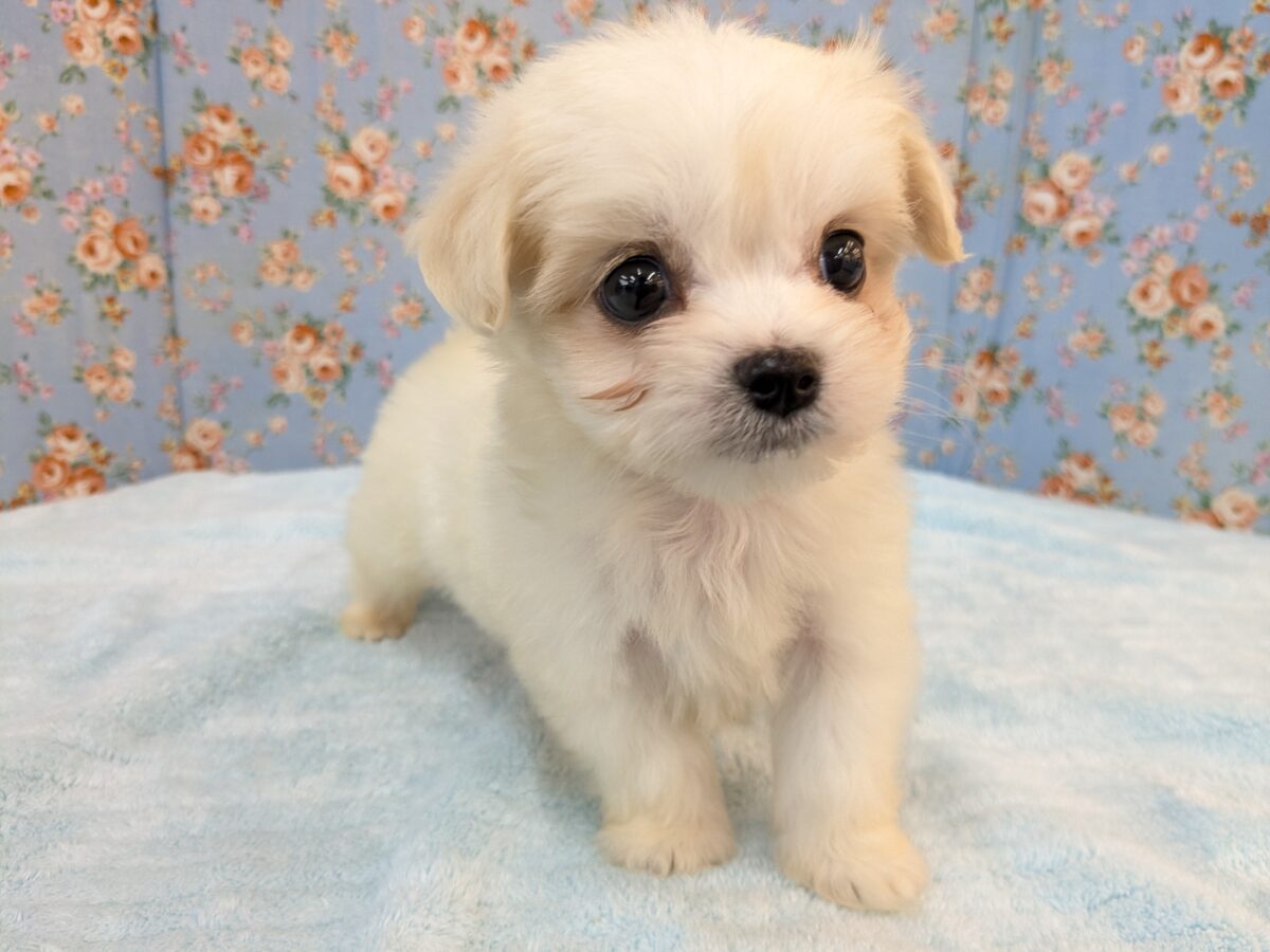 きゅるるん💖弟にしたい系わんこ💙　ハーフ犬（チワワ×マルチーズ）の男のコ　2026/7/8撮影