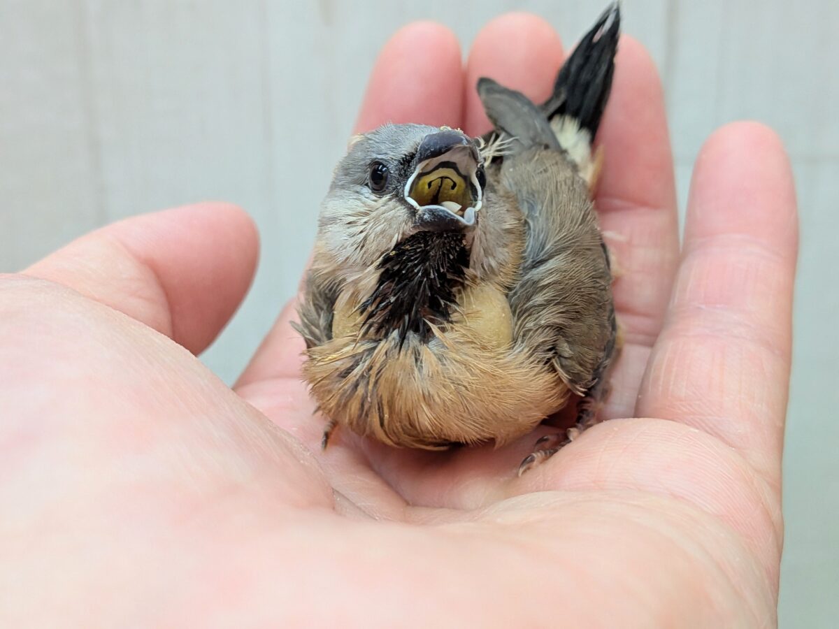 お久しぶりです!シュバシキンセイチョウヒナさん💖 シュバシキンセイチョウ