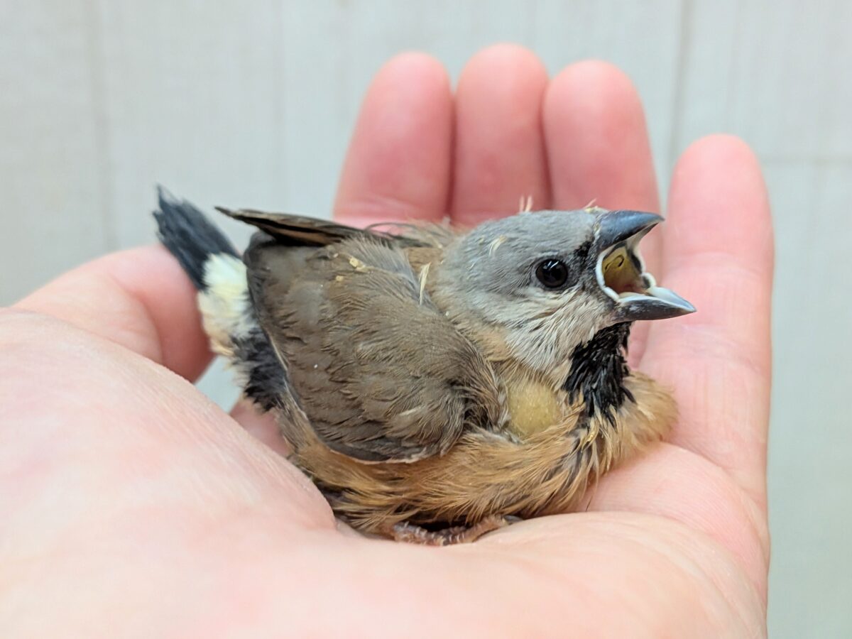 お久しぶりです!シュバシキンセイチョウヒナさん💖 シュバシキンセイチョウ