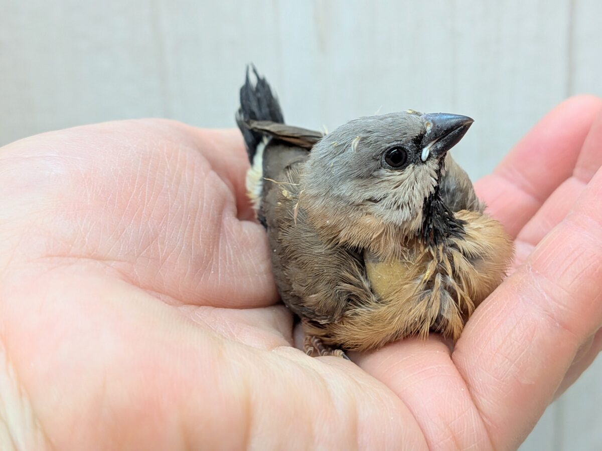 お久しぶりです!シュバシキンセイチョウヒナさん💖 シュバシキンセイチョウ