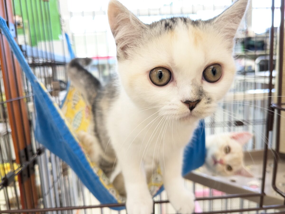 ミックス猫