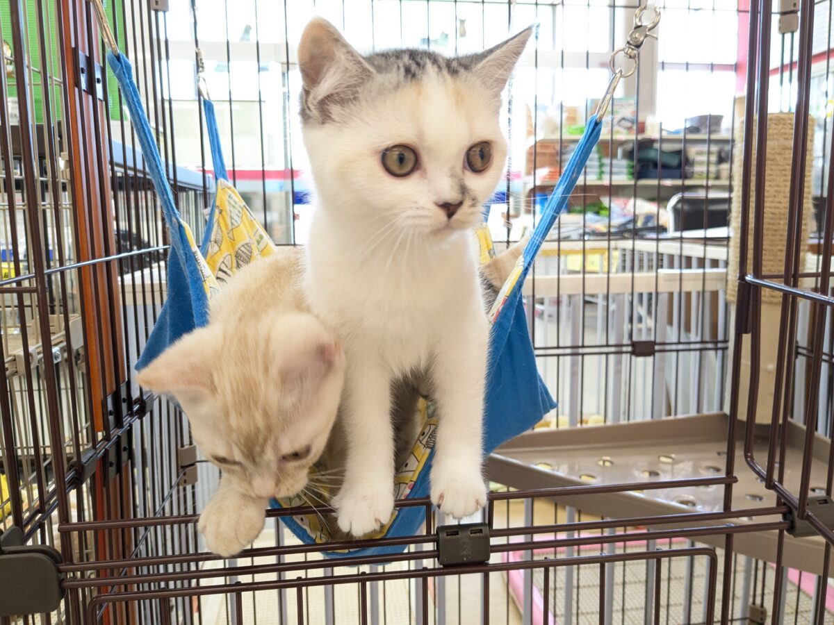 ミックス猫