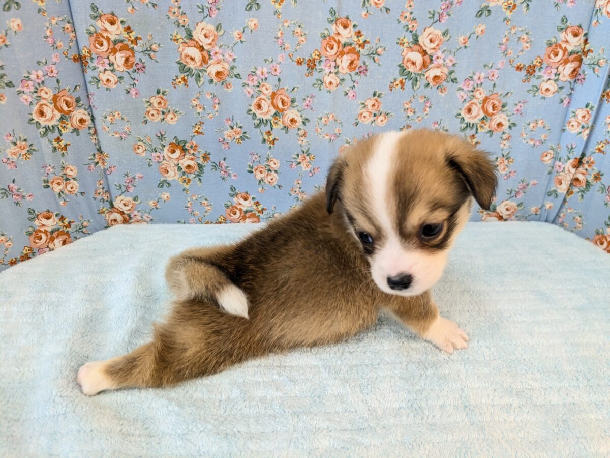 チワコー