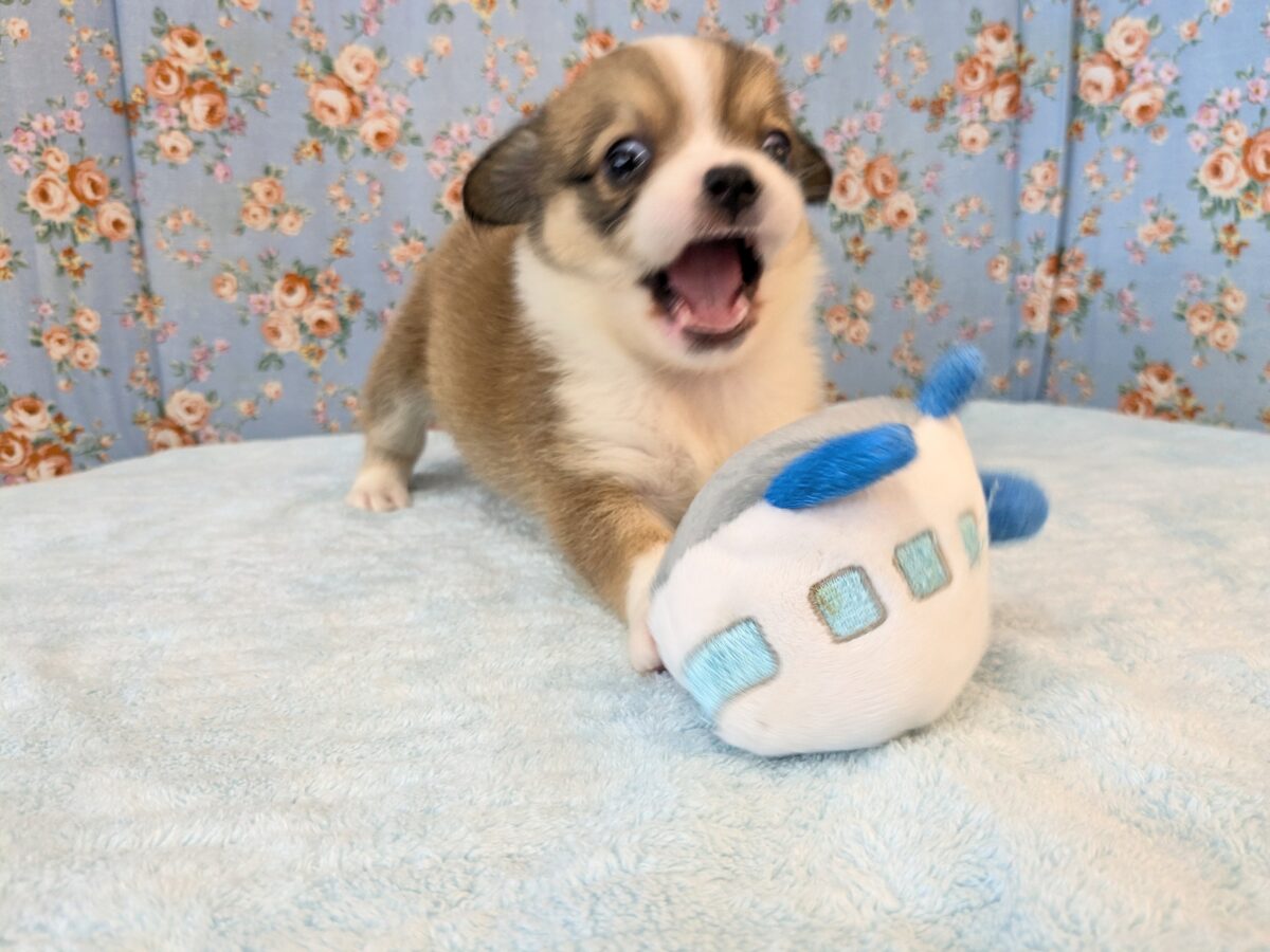 チワコー