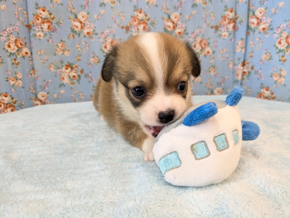 チワコー