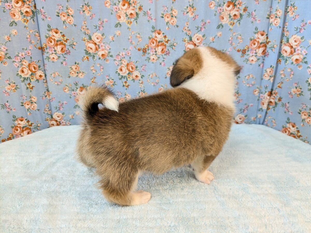 チワコー