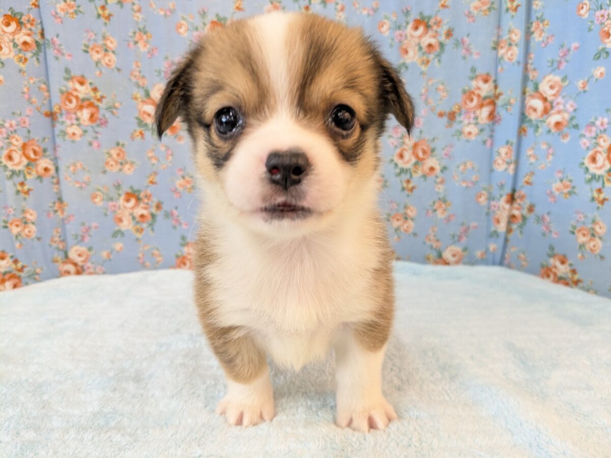 ボクのパパとママを当ててみて💗？　ハーフ犬（チワワ×コーギー）の男のコ💙　2026/7/17撮影