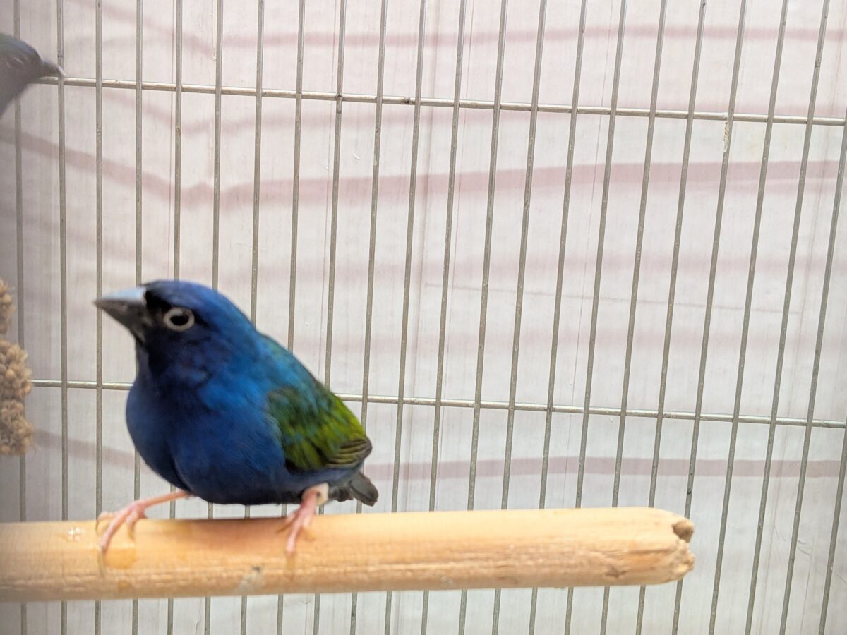 レアフィンチペア💖チモールセイコウ鳥さん来ました〜✨ チモールセイコウチョウ