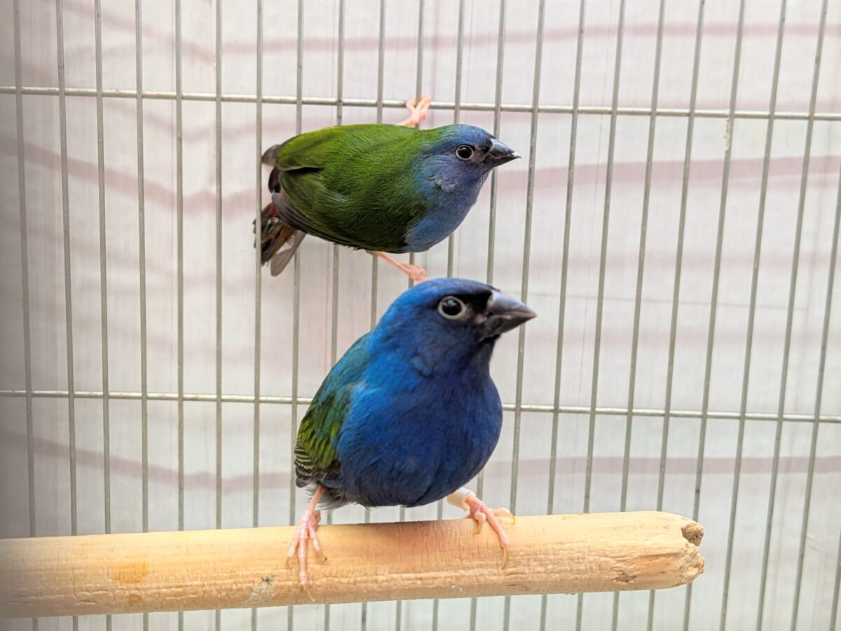 レアフィンチペア💖チモールセイコウ鳥さん来ました〜✨ チモールセイコウチョウ