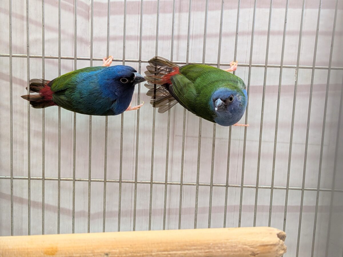 レアフィンチペア💖チモールセイコウ鳥さん来ました〜✨ チモールセイコウチョウ