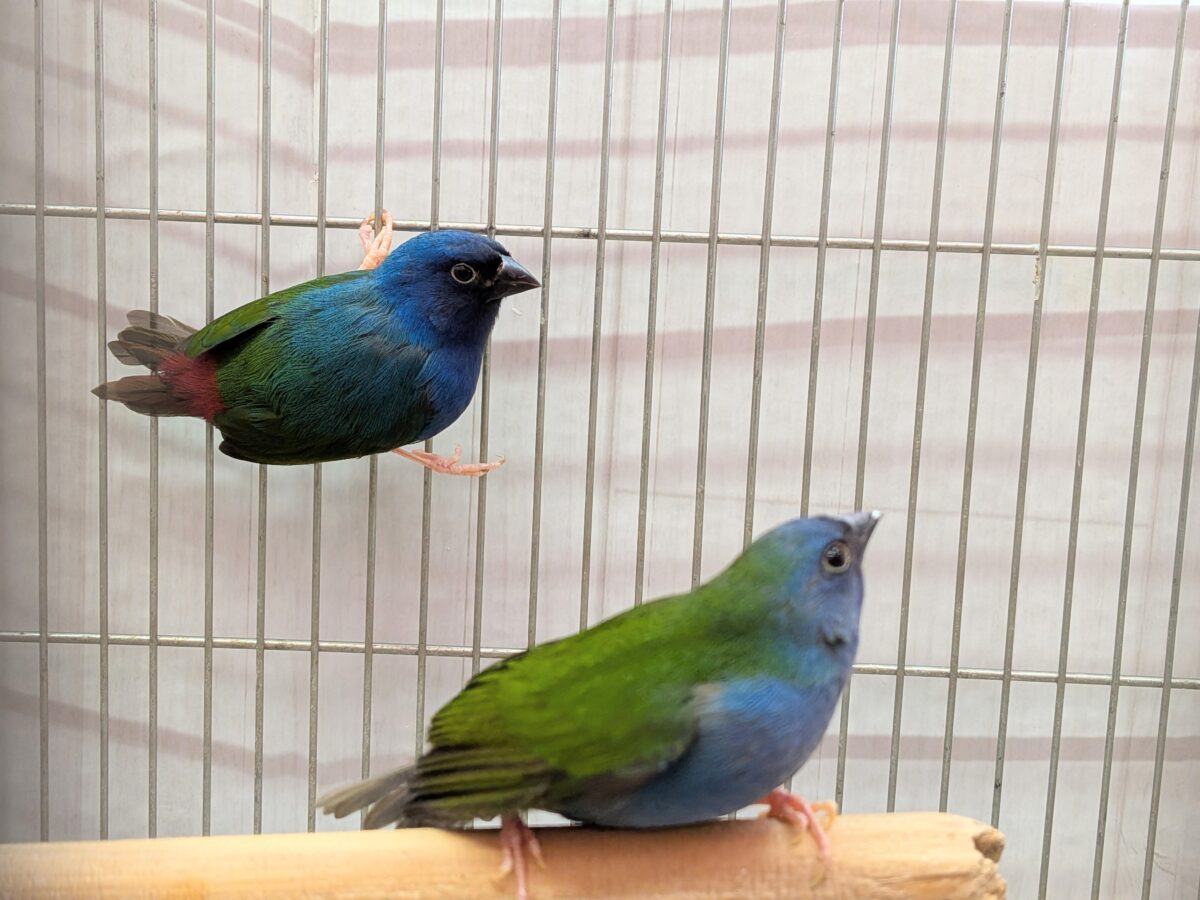 レアフィンチペア💖チモールセイコウ鳥さん来ました〜✨ チモールセイコウチョウ