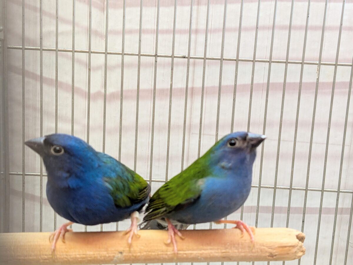 レアフィンチペア💖チモールセイコウ鳥さん来ました〜✨ チモールセイコウチョウ