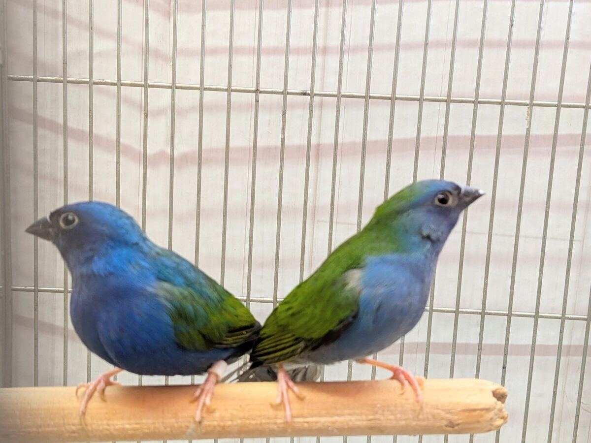 レアフィンチペア💖チモールセイコウ鳥さん来ました〜✨ チモールセイコウチョウ