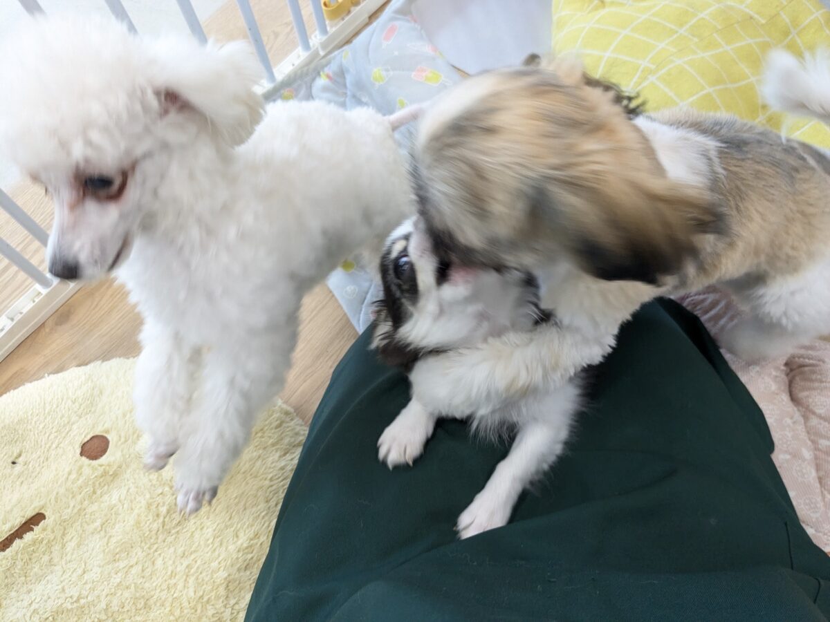 チワワ