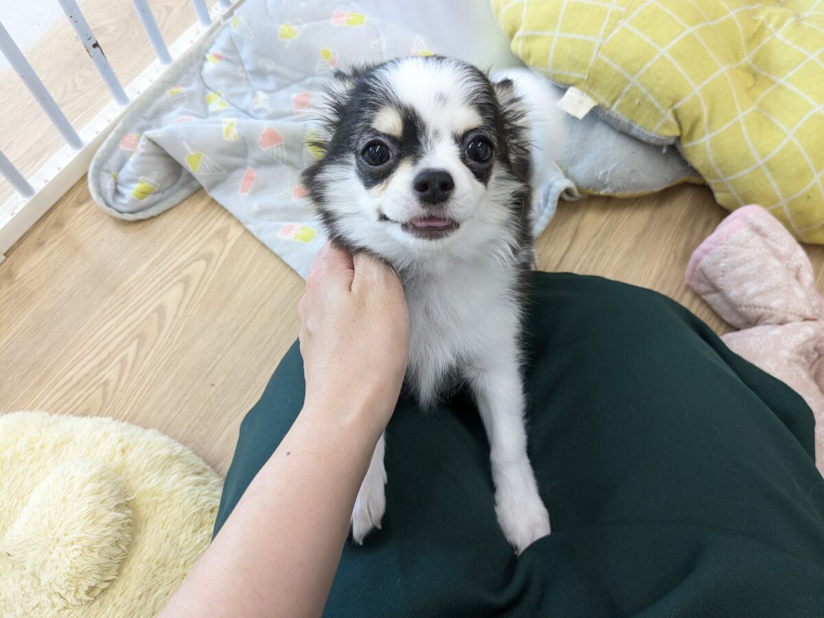 チワワ