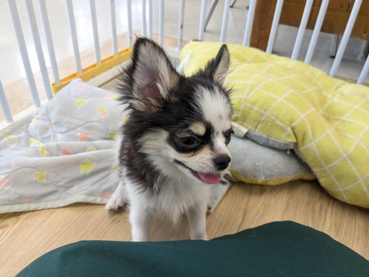 チワワ