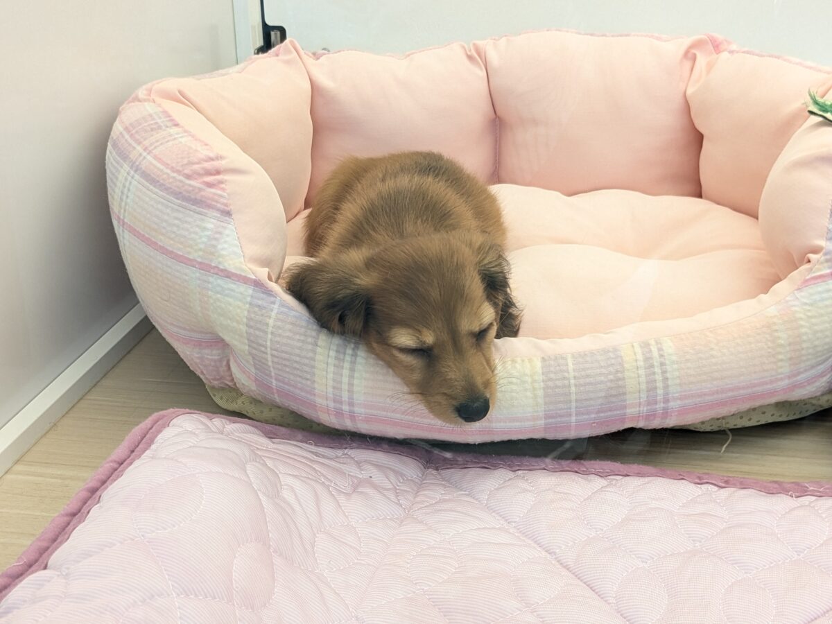 カニンヘンダックス