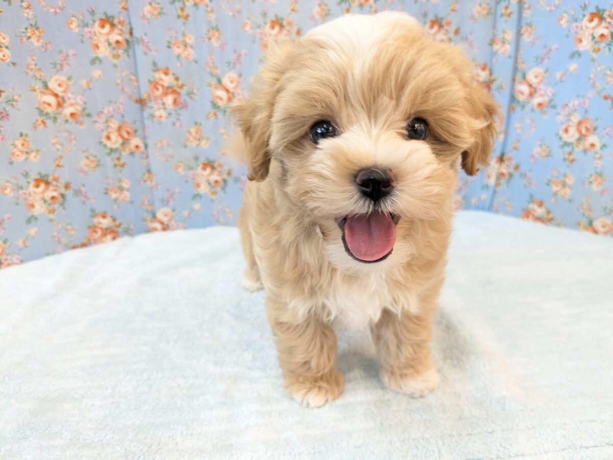 きらきら✨スマイルボーイ！！　ハーフ犬（トイプードル×マルチーズ）の男のコ　2026/7/22撮影