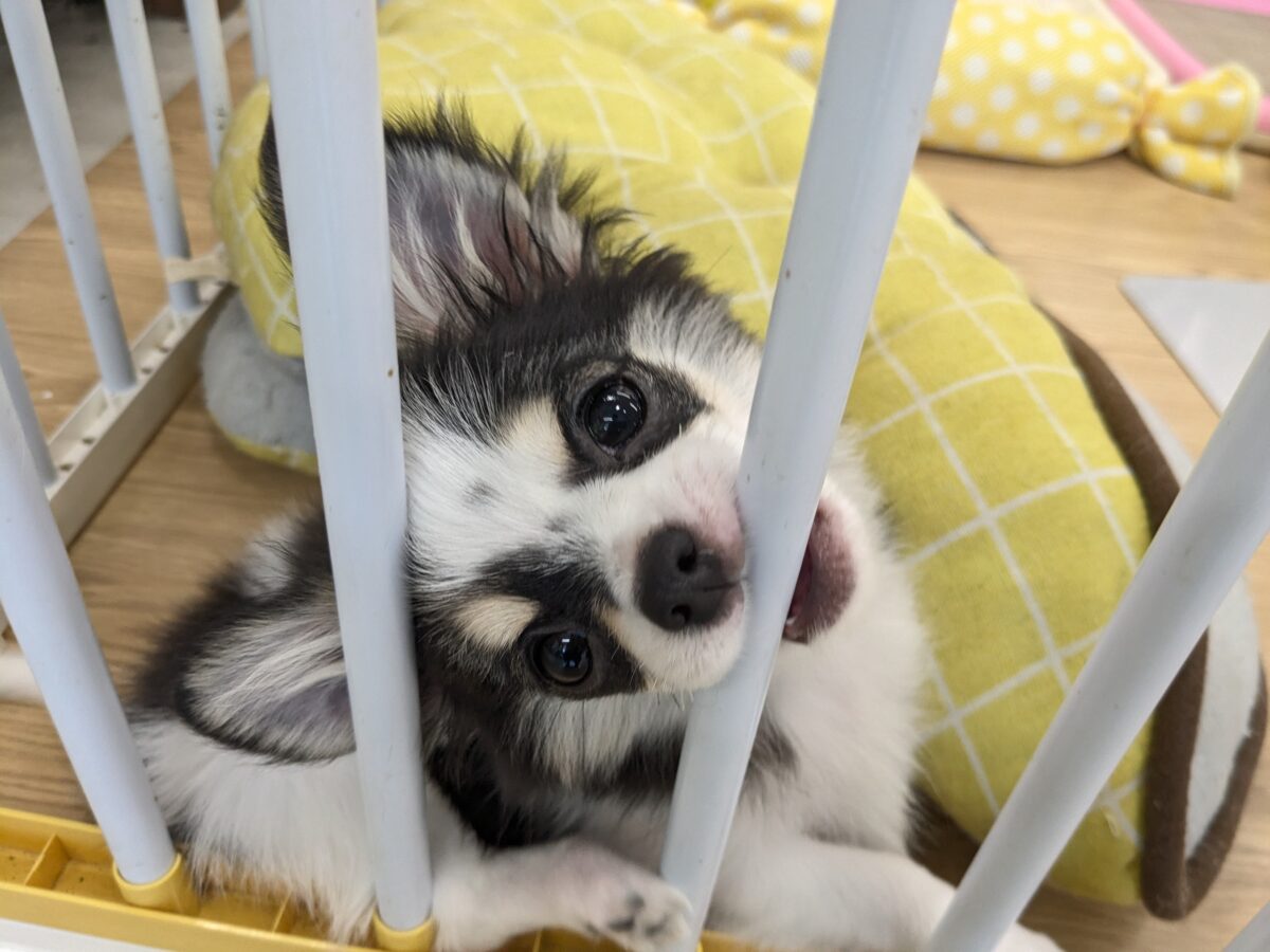 チワワ