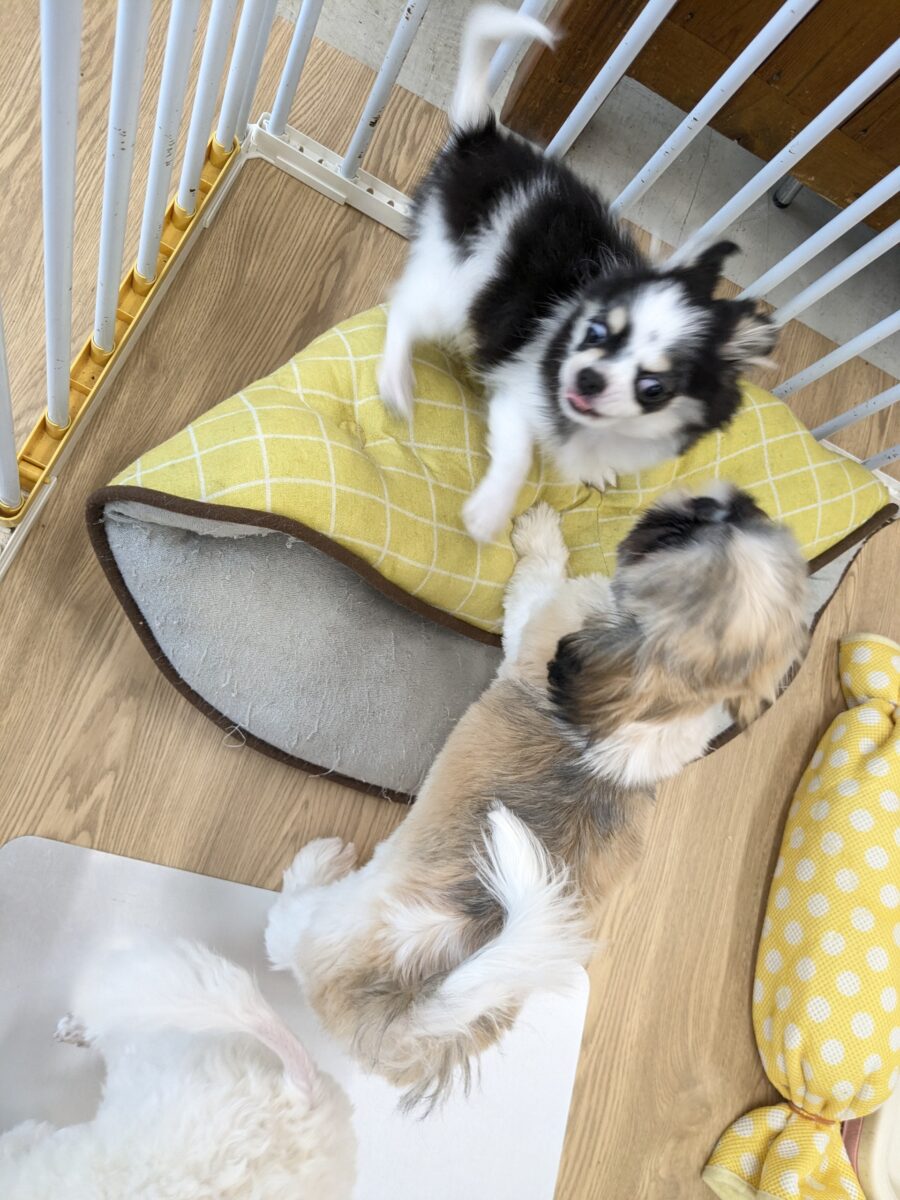 チワワ